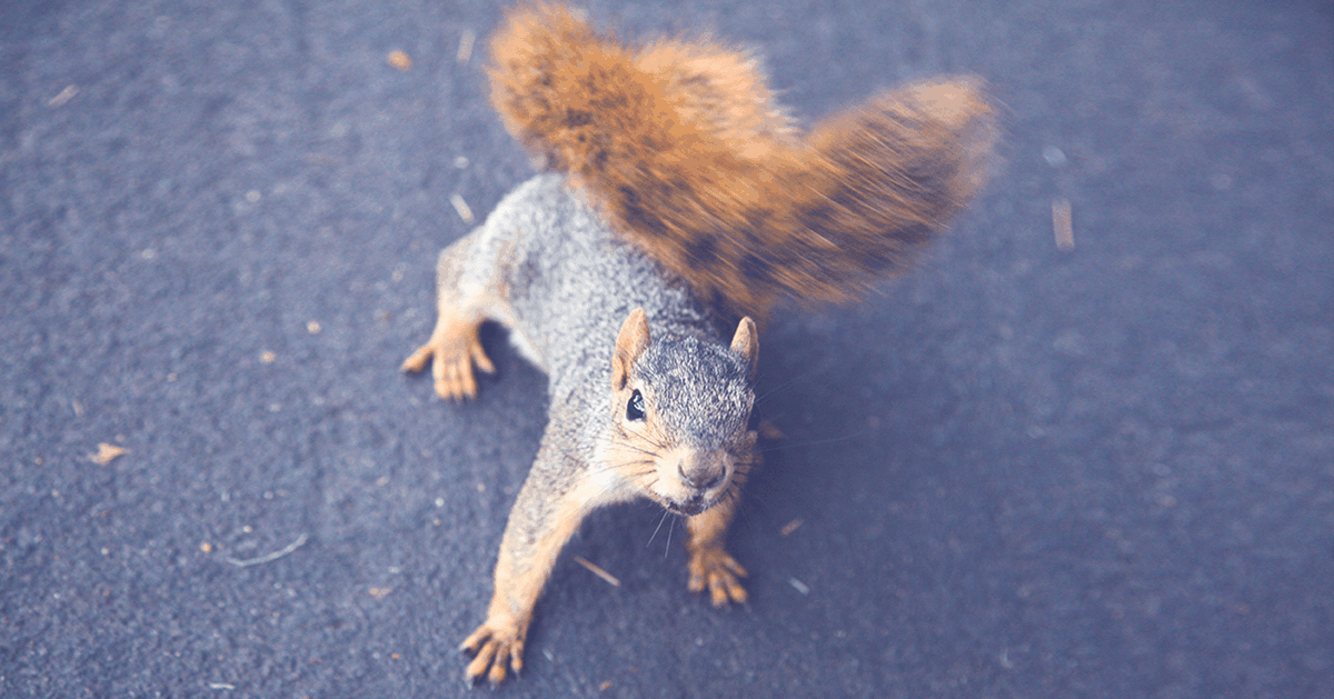 Squirrel The Risk Analyzer
